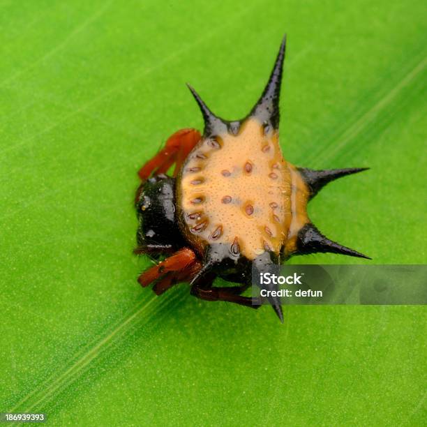 Photo libre de droit de Araignée À Épines banque d'images et plus d'images libres de droit de Abdomen - Abdomen, Abdomen d'animal, Araignée