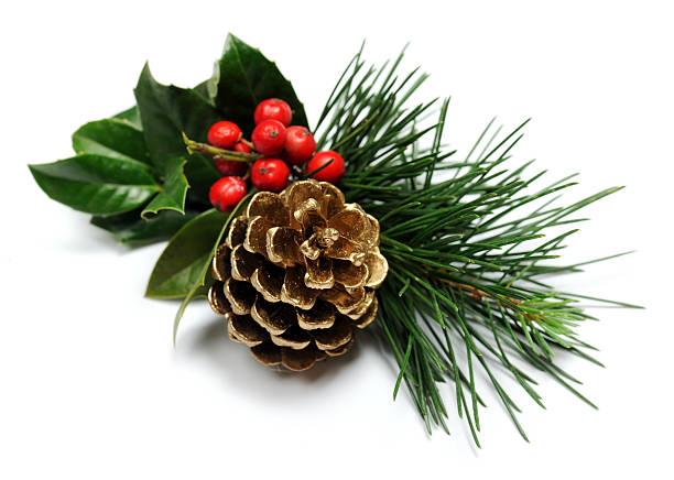 Christmas decoration golden pine cone with holly on white background berry fruit photos stock pictures, royalty-free photos & images