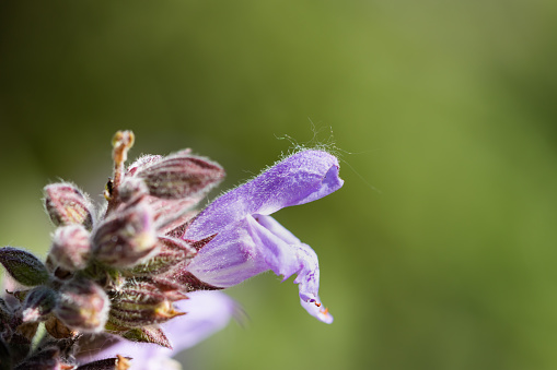 Close-up of Salvia (Salvia officinalis) in the field