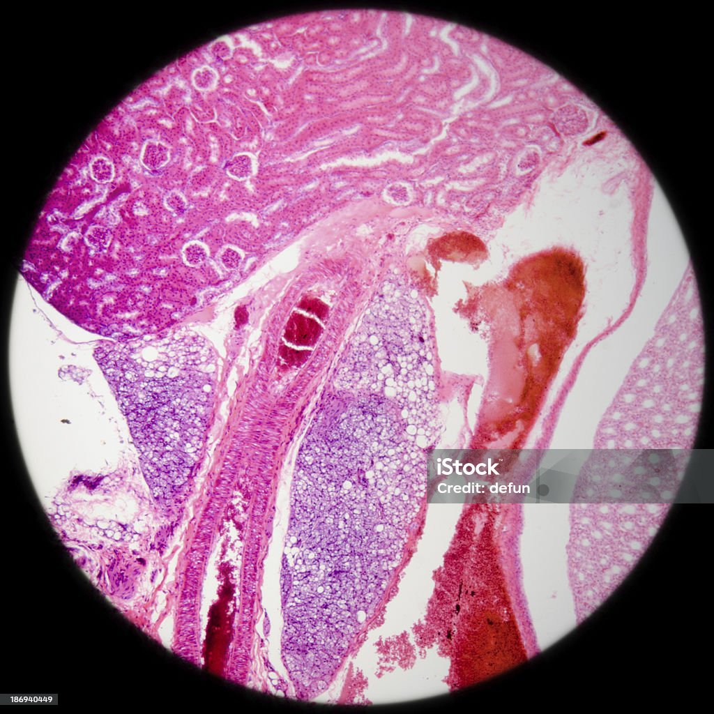 Mikroskopische Abschnitt kidney Gewebe - Lizenzfrei Anatomie Stock-Foto