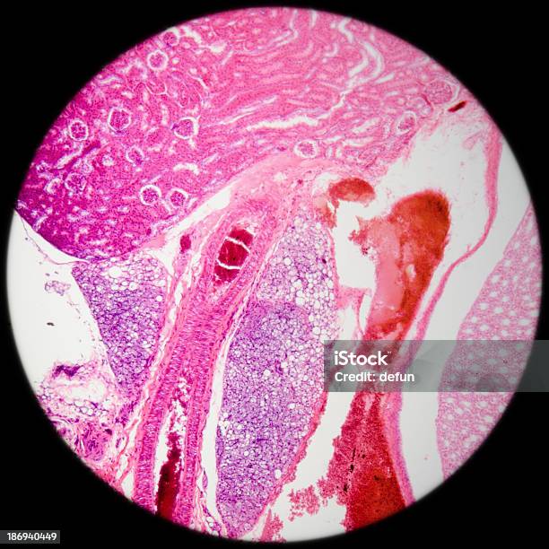 Mikroskopische Abschnitt Kidney Gewebe Stockfoto und mehr Bilder von Anatomie - Anatomie, Ballaststoff, Bildhintergrund