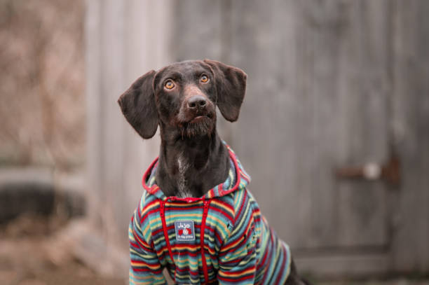 istock Portrait of a german drahthaar dog 1869405581