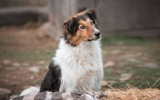 Portrait of a collie mix breed dog  on blurred background