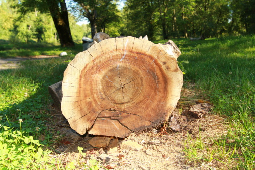 A tree trunk seen from slice, tree stump.