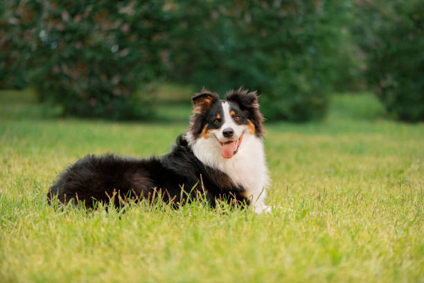 istock Funny dog with tongue hanging out lying on grass 1869407802