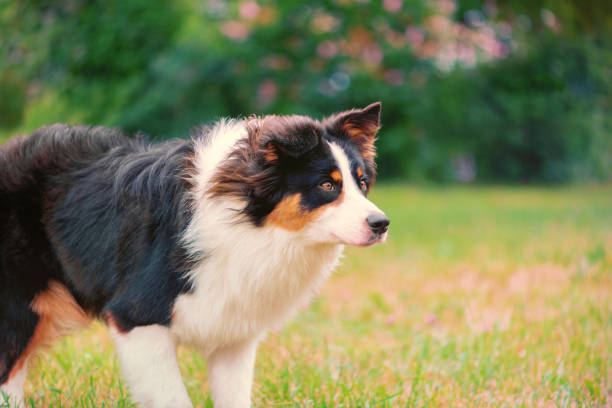 Australian Shepherd dog standing in park