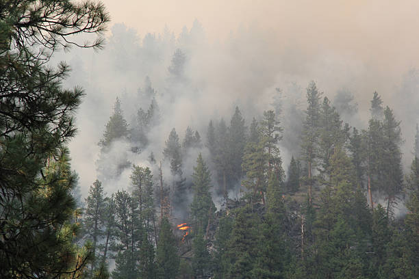 istock Wild fire in LoLo Montana 186941219
