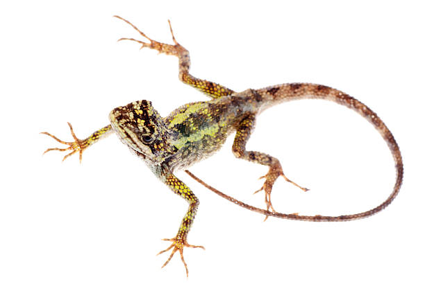 istock animal lizard Chinese tree dragon 186941224