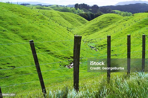 Green Pastures Stock Photo - Download Image Now - Agricultural Field, Agriculture, Animal