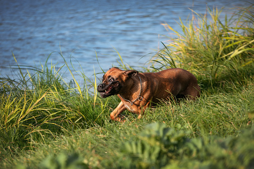 A funny german boxer dog runs in the grass along the river