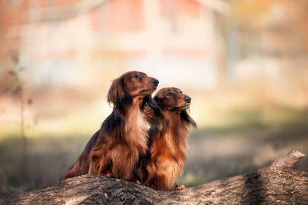 istock Two red dachshundin the autumn forrest 1869420177