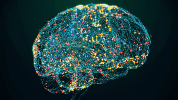 cerebro humano  - mri scan human nervous system brain medical scan fotografías e imágenes de stock