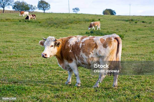 Foto de As Vacas Pastando Em Um Verde Verão Meadow No Dia Ensolarado e mais fotos de stock de Agricultura