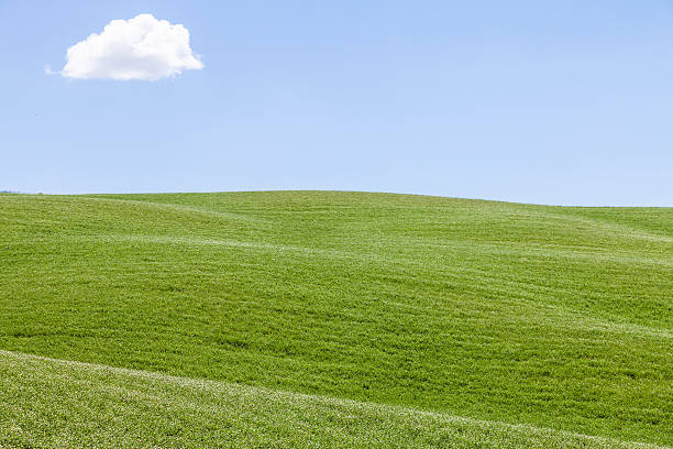 istock Green field in Tuscany 186942446
