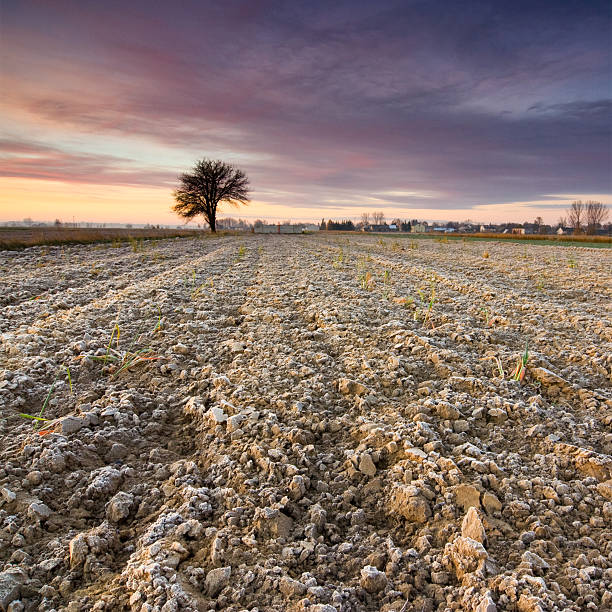 istock solitary tree in golden sunrise 186942613