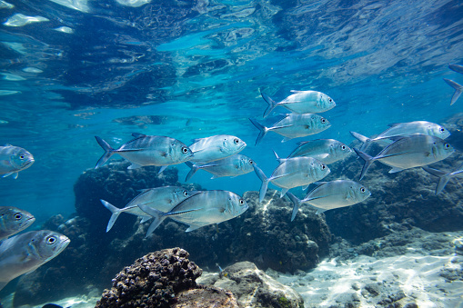 A vibrant underwater scene with clear blue water and a school of various types of fish. The main focus of the image is a large school of silver fish with streamlined bodies and forked tails at the forefront. The seabed is visible below, covered in rocks and coral formations that provide a natural habitat for the marine life. Sunlight penetrates the water surface above, illuminating the scene and creating patterns of light and shadow throughout.