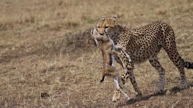 Cheetah hunting a young thomson's Gazelle and catching it with its mouth