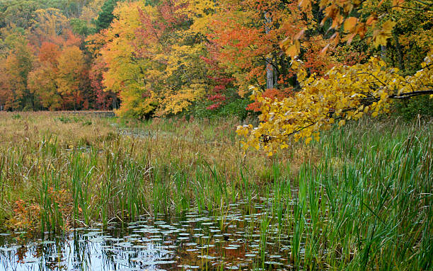 herbst blätter im pocahontas state park - pocahontas stock-fotos und bilder