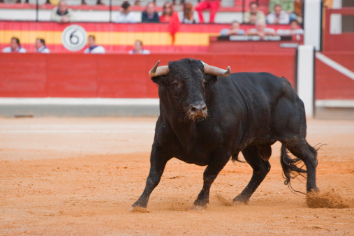 Capture of the figure of a brave bull in a bullfight, Spain