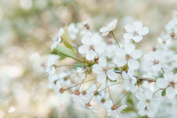 istock Blooming cherry branches with white flowers close-up, background of spring nature. Macro image of vegetation, close-up with depth of field. 1869445829
