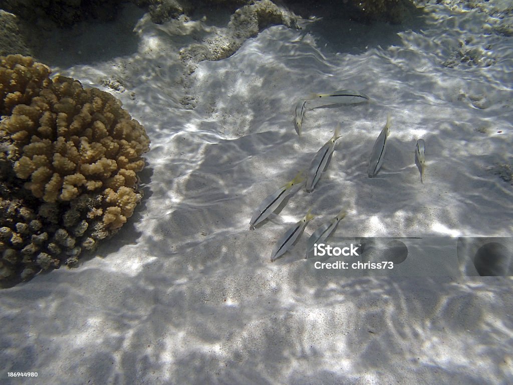 Plongée libre dans la mer Rouge - Photo de Animal vertébré libre de droits