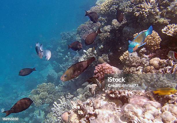 Mergulho Livre No Mar Vermelho - Fotografias de stock e mais imagens de Animal - Animal, Animal selvagem, Azul