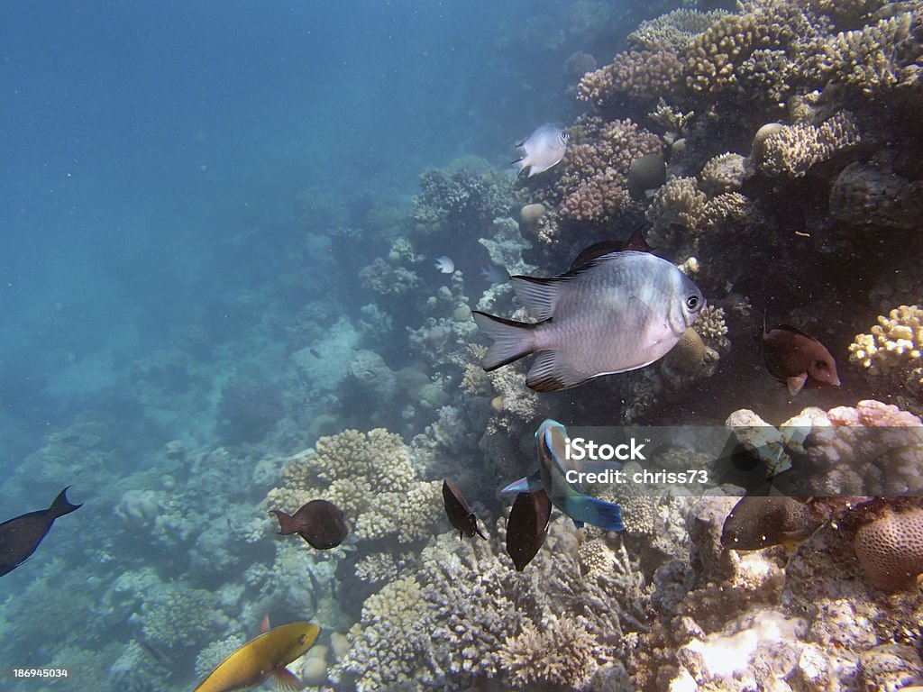 Schnorcheln im Roten Meer - Lizenzfrei Blau Stock-Foto