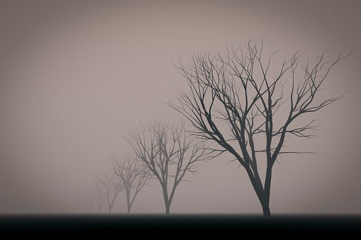 A row of trees without leaves in thick fog.