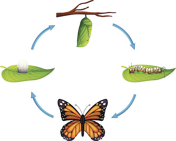 Life cycle - Danaus plexippus Life cycle - Danaus plexippus on a white background egg to caterpillar stock illustrations