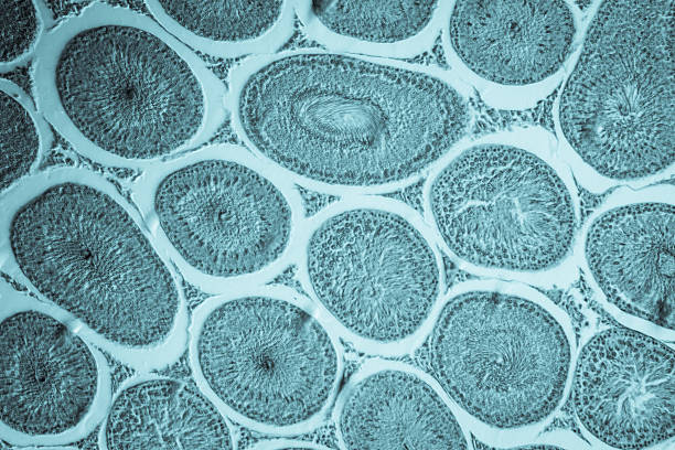 microscopic section of Testis T.S tissue stock photo
