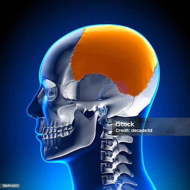 Brain Anatomy Parietal Lobe Stock Photo - Download Image Now - Adult, Anatomy, Biology