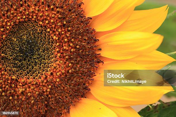 Sunflower Stock Photo - Download Image Now - Close-up, Extreme Close-Up, Flower