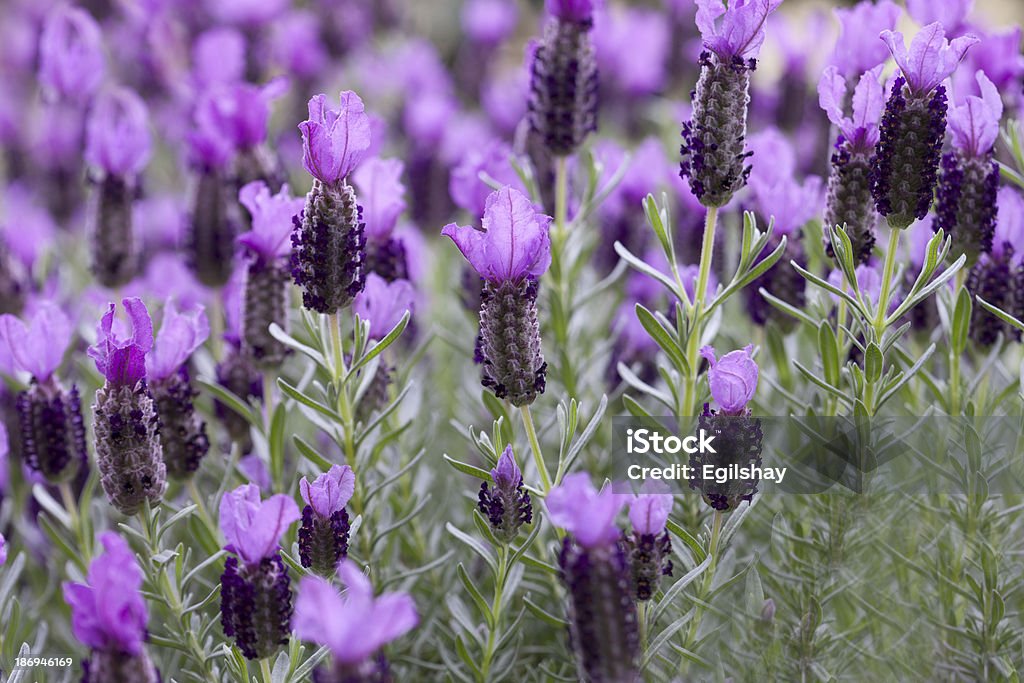 Lavender Closeup of lavender Bush Stock Photo