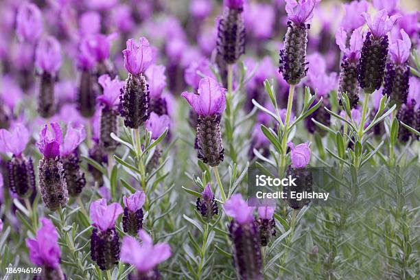 Lavender Stock Photo - Download Image Now - Bush, Flower, Flowerbed