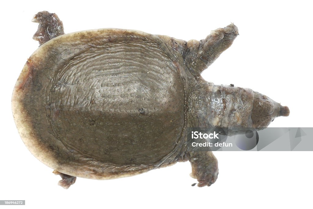 turtle mort de white spot maladie - Photo de Animal mort libre de droits