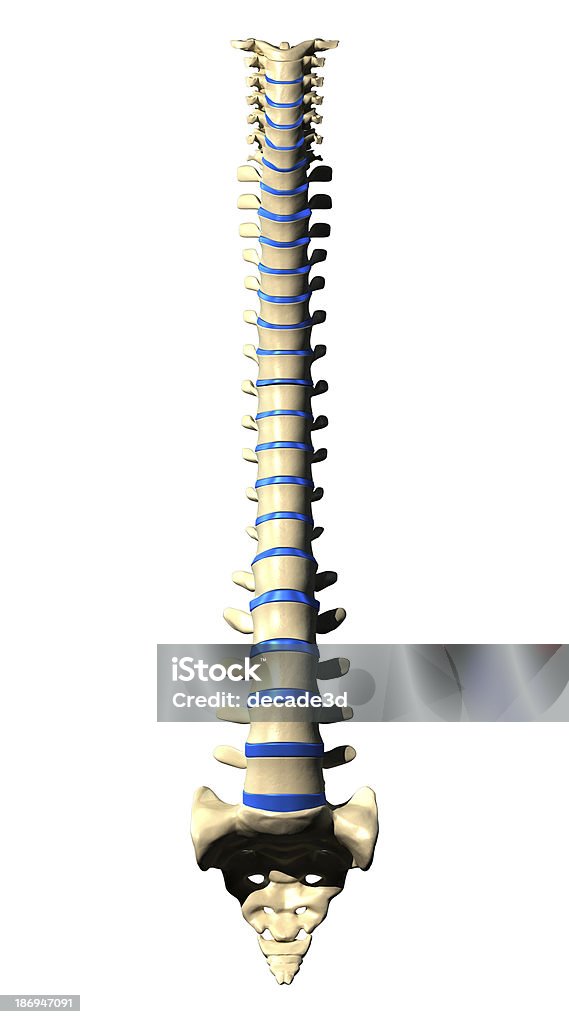 Vértebras-Vista Anterior de la columna - Foto de stock de Anatomía libre de derechos