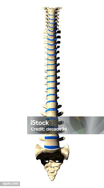 Kręgów Kręgosłupaprzedni Widok - zdjęcia stockowe i więcej obrazów Anatomia człowieka - Anatomia człowieka, Artretyzm, Biały