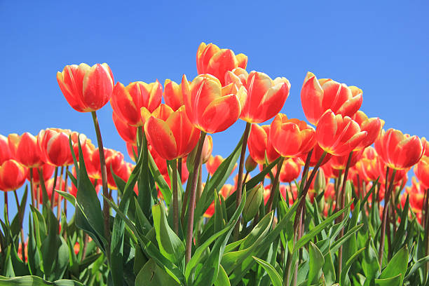 istock Red tulips with touch of yellow on a field 186947561