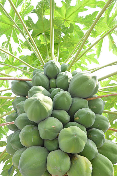 istock Bunch of papayas on tree 186948834