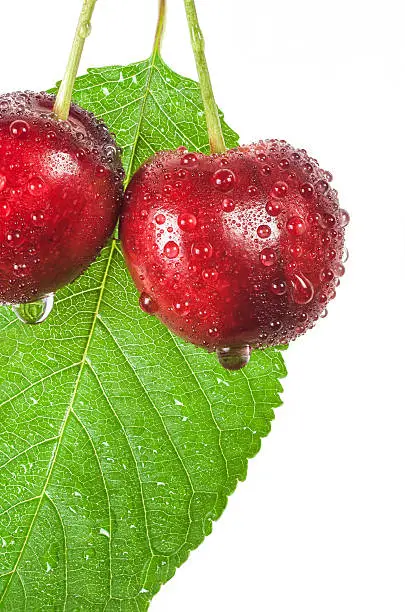 Pair of red wet cherry fruit  with green leaf isolated on white