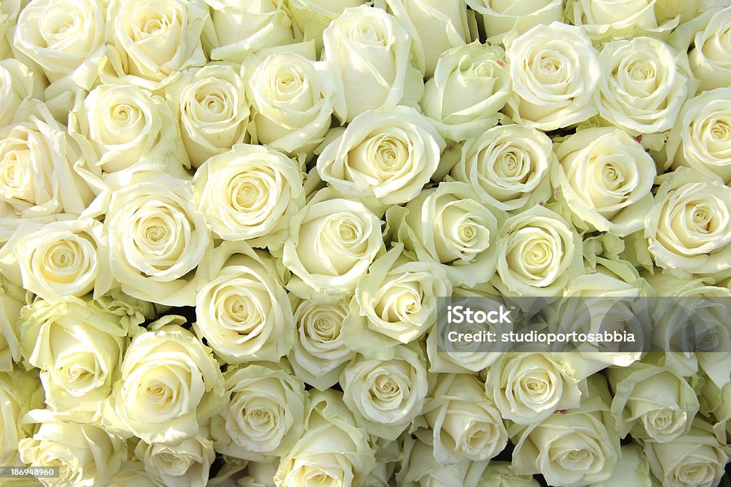 Группа белых роз, свадебные украшения - Стоковые фото Белый роялти-фри