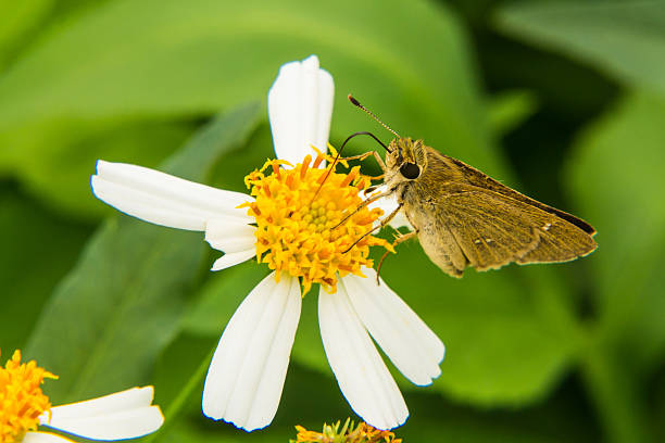 istock Butterfly feeding on little white flower 186949118
