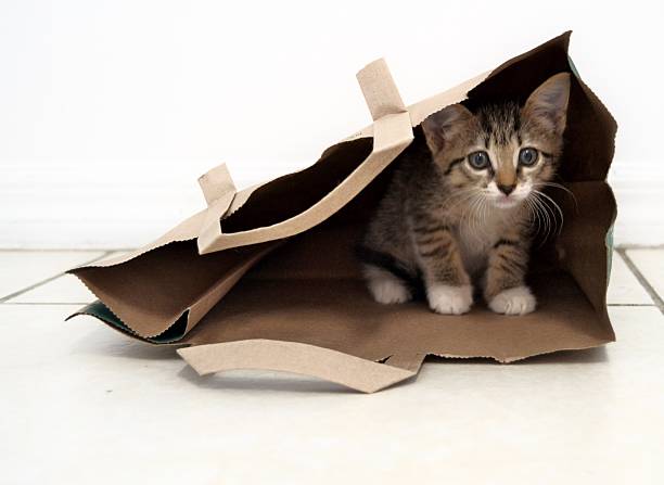 istock Cat's Not Out of the Bag 186949119