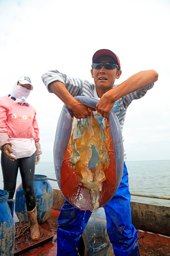LUANNAN COUNTY, China - September 20, 2018: fishermen catch cultured jellyfish in aquaculture ponds, LUANNAN COUNTY, Hebei Province, China