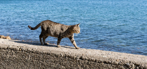 istock cat walking on the embankment 1869498886