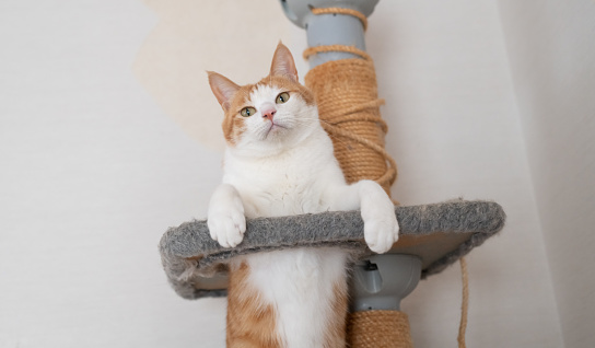 Cat posing in cat tower