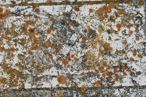 A single stone tile of an exterior wall of a building covered with tiny orange and green lichen bacteria