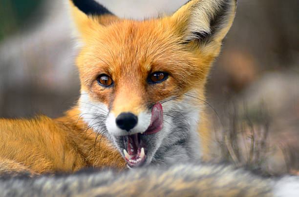 istock Portrait of a fox 186950211