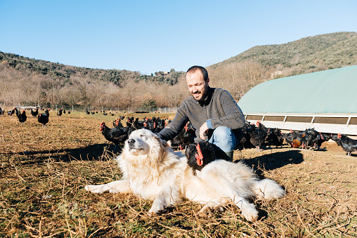 Male sitting on dry grass near chickens and caressing Pyrenean Mountain Dog in rural area in sunshine