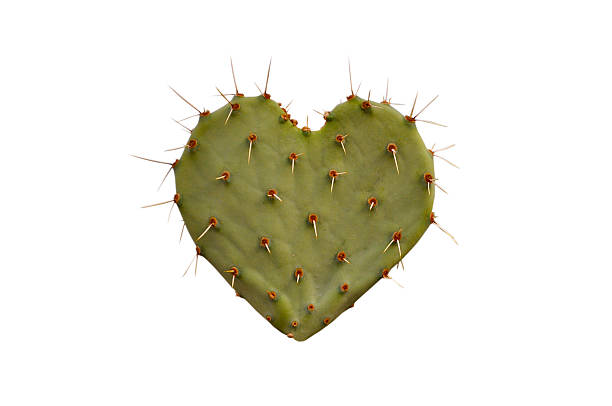 cactus cuore - cactus thorns foto e immagini stock